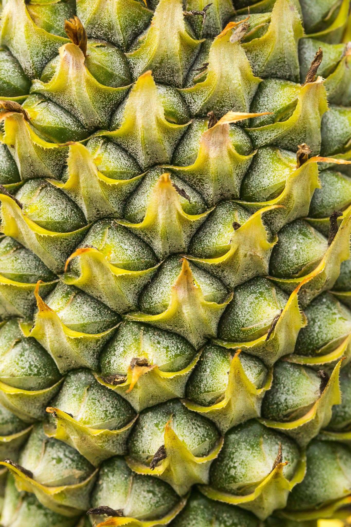 Écailles d’un ananas disposées selon des spirales