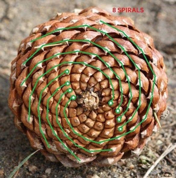 Pomme de pin dont les spirales sont dessinées en vert