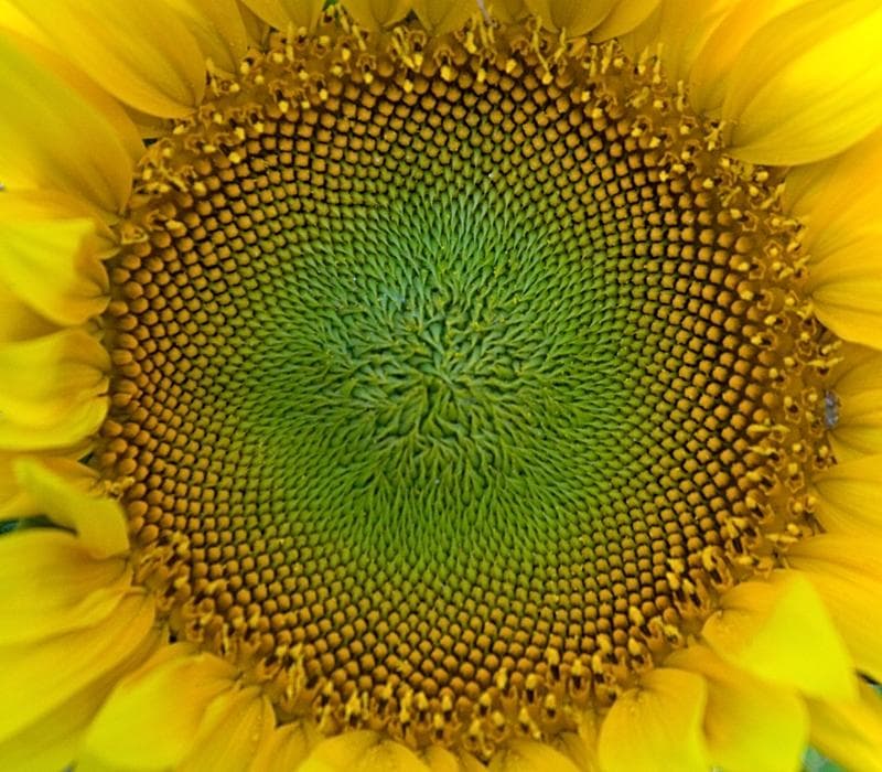 Cœur d’un tournesol formant une spirale dense